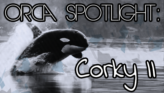 Whale Wednesday: Spotlight on Corky&nbsp;II