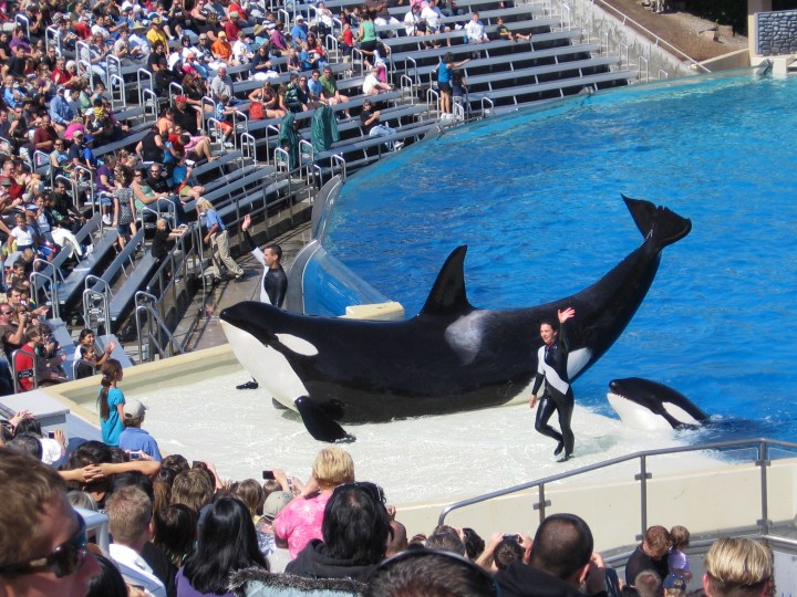Orcas_at_SeaWorld_show