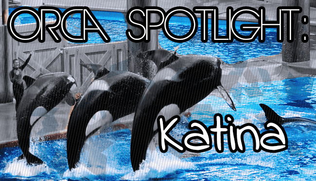 Whale Wednesday: Spotlight on&nbsp;Katina