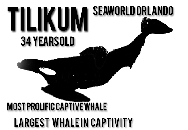 7-Tilikum