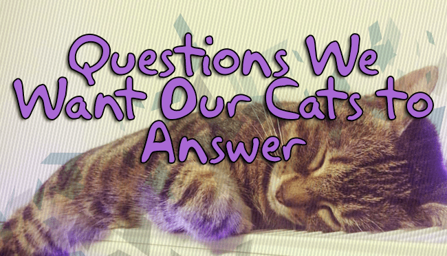 Fairly Random Friday: Questions We Want Our Cats to&nbsp;Answer