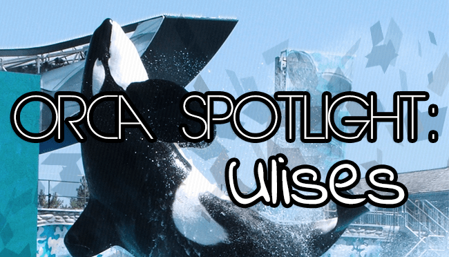 Whale Wednesday: Spotlight on&nbsp;Ulises