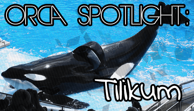 Whale Wednesday: Spotlight on&nbsp;Tilikum