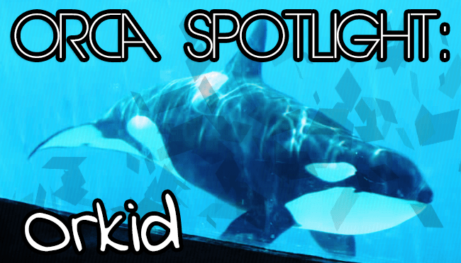 Whale Wednesday: Spotlight on&nbsp;Orkid