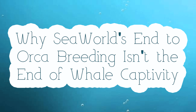 Why SeaWorld’s End to Orca Breeding Isn’t the End of Whale&nbsp;Captivity