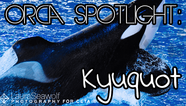 Whale Wednesday: Spotlight on&nbsp;Kyuquot
