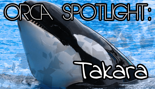 Whale Wednesday: Spotlight on&nbsp;Takara