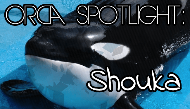 Whale Wednesday: Spotlight on&nbsp;Shouka