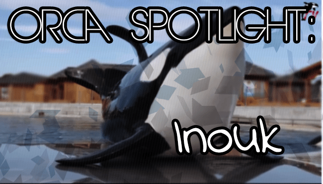 Spotlight on Inouk | Whale Wednesday 