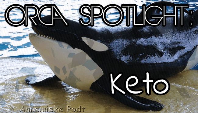 Whale Wednesday: Spotlight on&nbsp;Keto