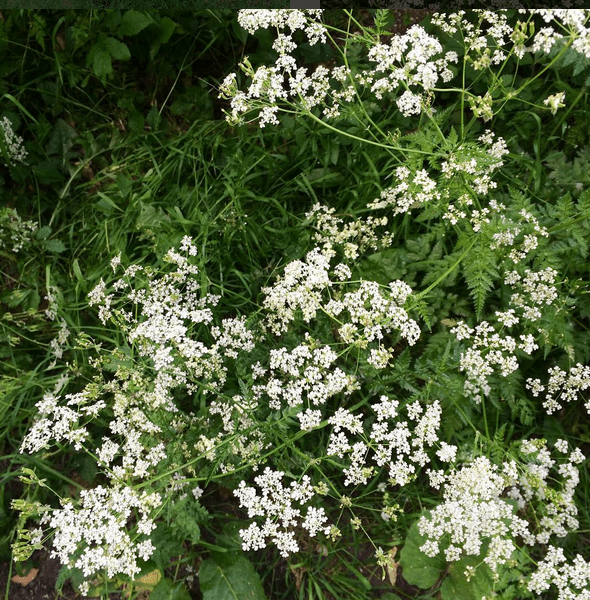 Day Eleven: It Might Be Raining… |&nbsp;#30DaysWild