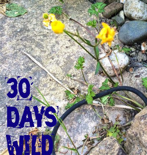 Day Two: Find a Wildflower |&nbsp;#30DaysWild