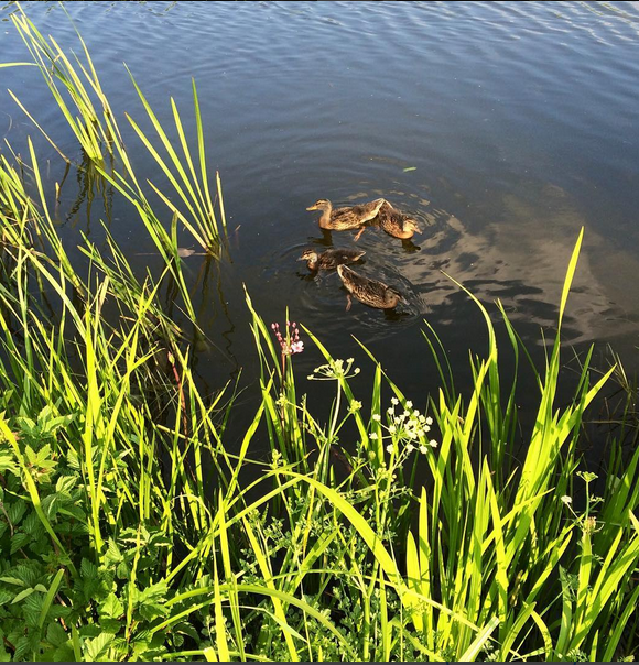 Day Twenty Three: Spot Some Baby Animals! |&nbsp;#30DaysWild