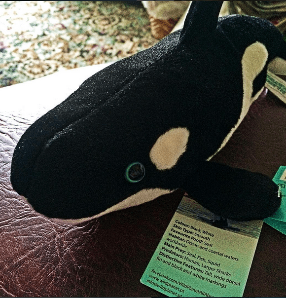 Day Twenty Eight: Happy World Orca&nbsp;Day!