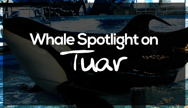 Animal Rights | Spotlight on&nbsp;Tuar