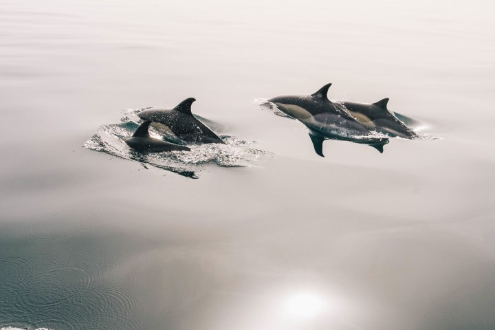 pod of common dolphins