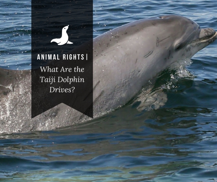 Animal Rights| What Are the Taiji Dolphin&nbsp;Drives?