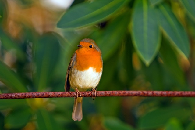 robin-78092_640