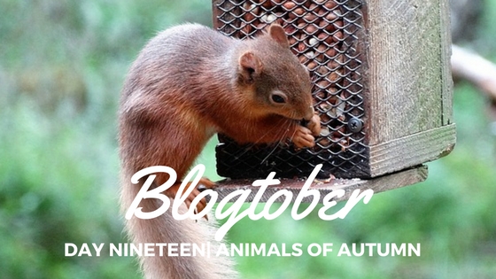 Blogtober| Day Nineteen – Animals of&nbsp;Autumn