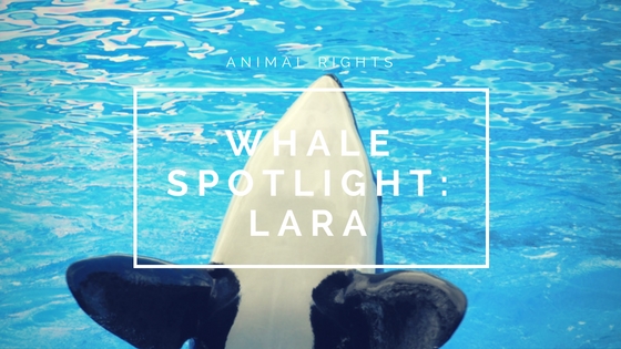 Animal Rights| Whale Spotlight –&nbsp;Lara