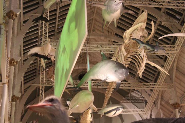 National Museum of Scotland Whales and Dolphins