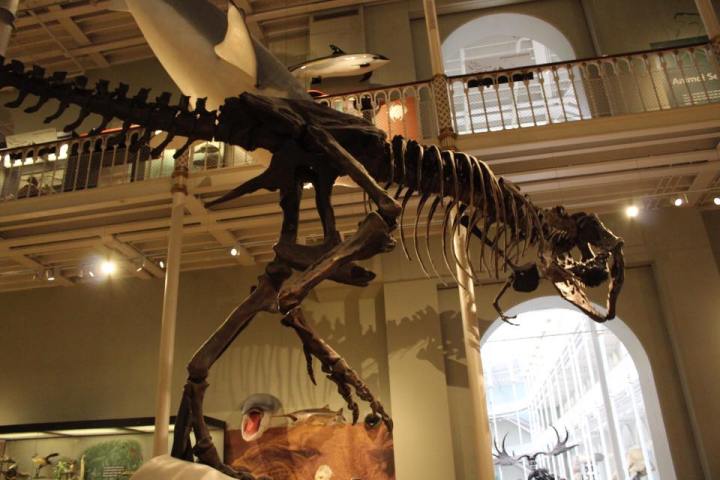National Museum of Scotland Tyrannosaurus Rex Cast