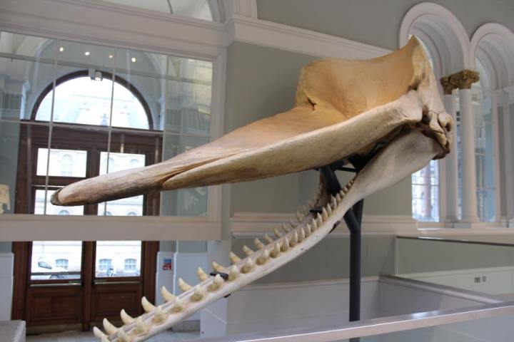 National Museum of Scotland Sperm Whale Skull