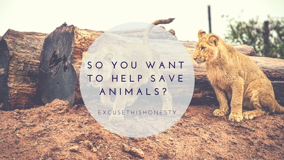 Animal Rights| So You Want to Help Save Animals? #WorldWildlifeConservationDay