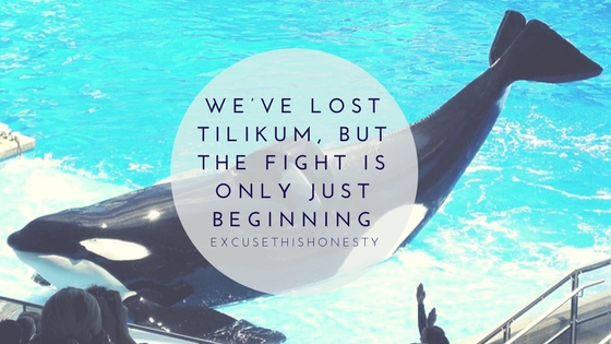 Animal Rights| We’ve Lost Tilikum, but the Fight is Only Just&nbsp;Beginning