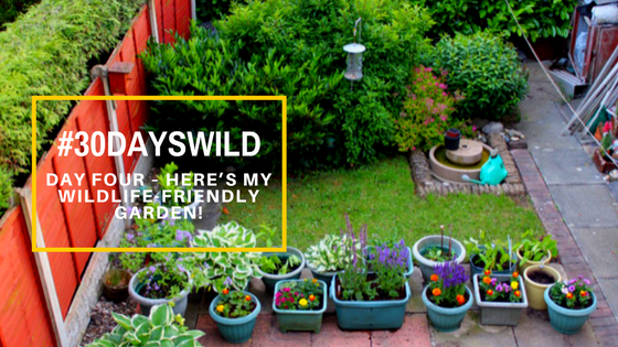 #30DaysWild| Day Four – Here’s My Wildlife-Friendly Garden!