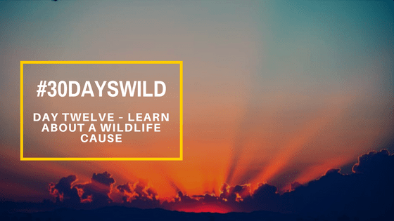 #30DaysWild | Day Seventeen – Watching the Sunset (From&nbsp;Home)