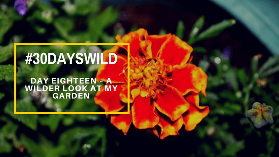 #30DaysWild | Day Eighteen – A Wilder Look At My&nbsp;Garden