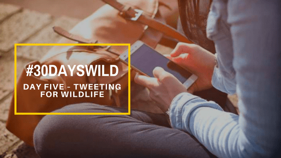 #30DaysWild| Day Five – Tweeting for&nbsp;Wildlife