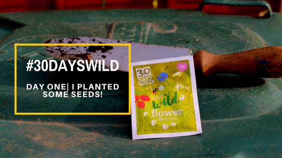#30DaysWild| Day One – I Planted Some Seeds!&nbsp;🌾🍃🌿🌱🌺🌸