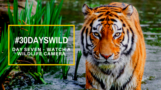 #30DaysWild| Day Seven – Watch a Wildlife&nbsp;Camera