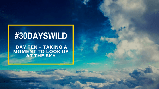 #30DaysWild | Day Ten – Taking a Moment to Look Up at the&nbsp;Sky