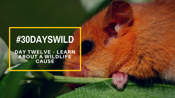 #30DaysWild | Day Twelve – Learn About a Wildlife&nbsp;Cause