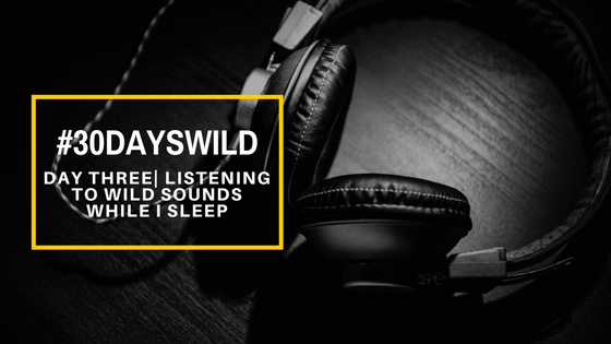 #30DaysWild| Day Three – Listening to Wild Sounds While I&nbsp;Sleep