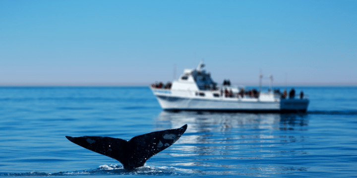 Wildlife Tourism: Ethical Holiday Considerations for Animal&nbsp;Lovers